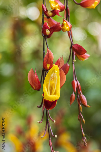 Closeup of Thunbergia mysorensis (Mysore trumpetvine) at La Sombra Ecolodge in San Luis Northern Nicaragua in Central America photo