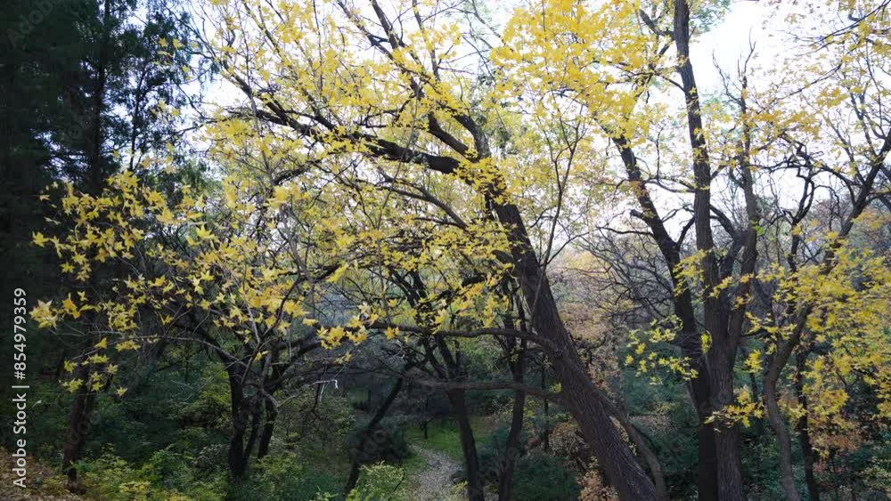 Yellow leaves of Beishan Mountain in Summer Palace in Beijing flutter in the breeze Yellow leaves of Beishan Mountain in Summer Palace in Beijing flutter in the breeze