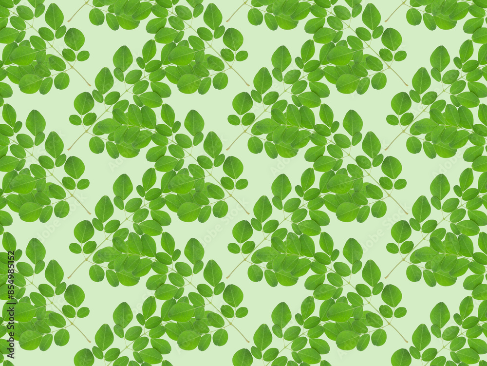 Twigs and leaves of moringa oleifera. Medicinal plant from India. Super food. A plant popular in cosmetics, medicine and cooking. Spring background. Twigs and leaves of moringa oleifera. Medicinal plant from India. Super food. A plant popular in cosmetics, medicine and cooking. Spring background.