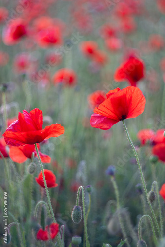 poppies at pentire head crantock cornwall uk 