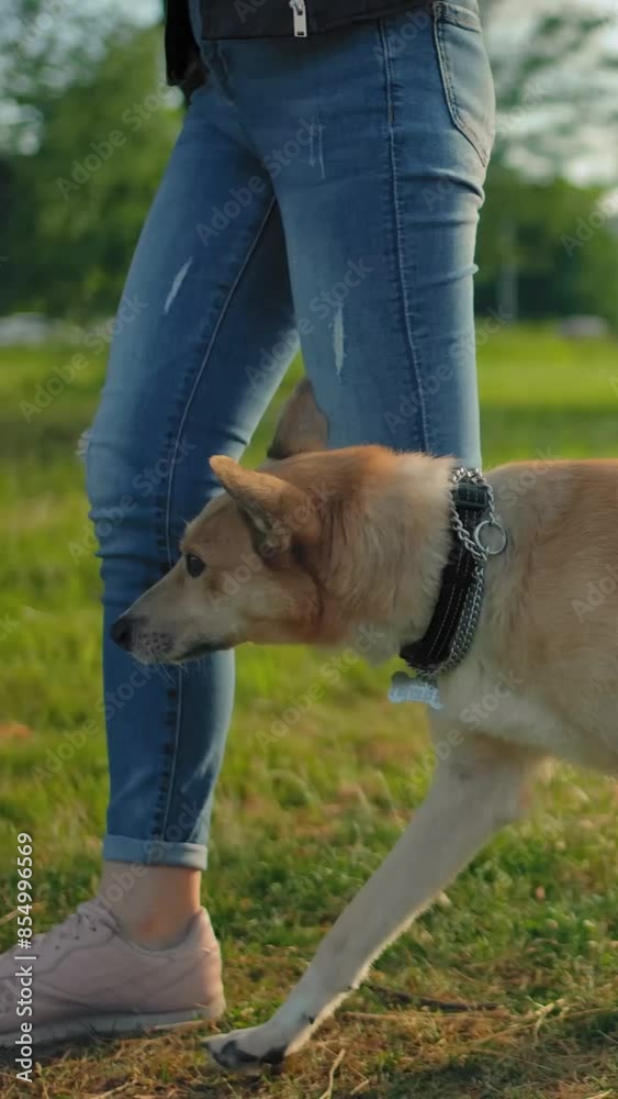 A dog free of a leash is walking next to its unrecognizable mistress ...
