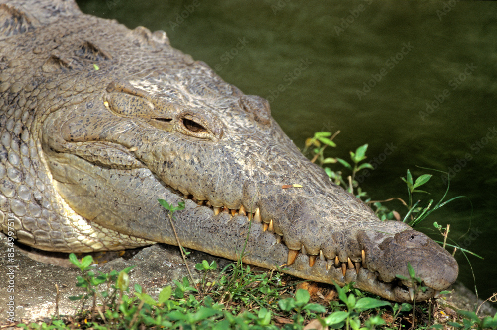 Crocodile du Riol; crocodilus acutis Crocodile du Riol; crocodilus acutis