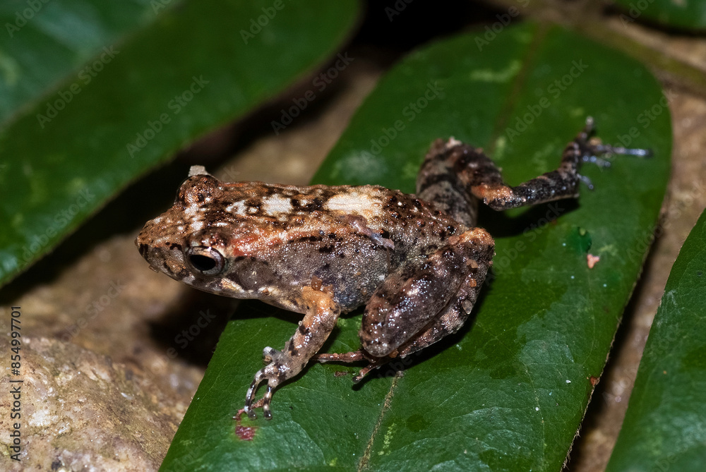 Fototapeta premium Grande rainette de Madagascar, Boophis madagascariensis, Madagascar