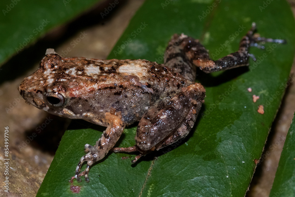 Fototapeta premium Grande rainette de Madagascar, Boophis madagascariensis, Madagascar