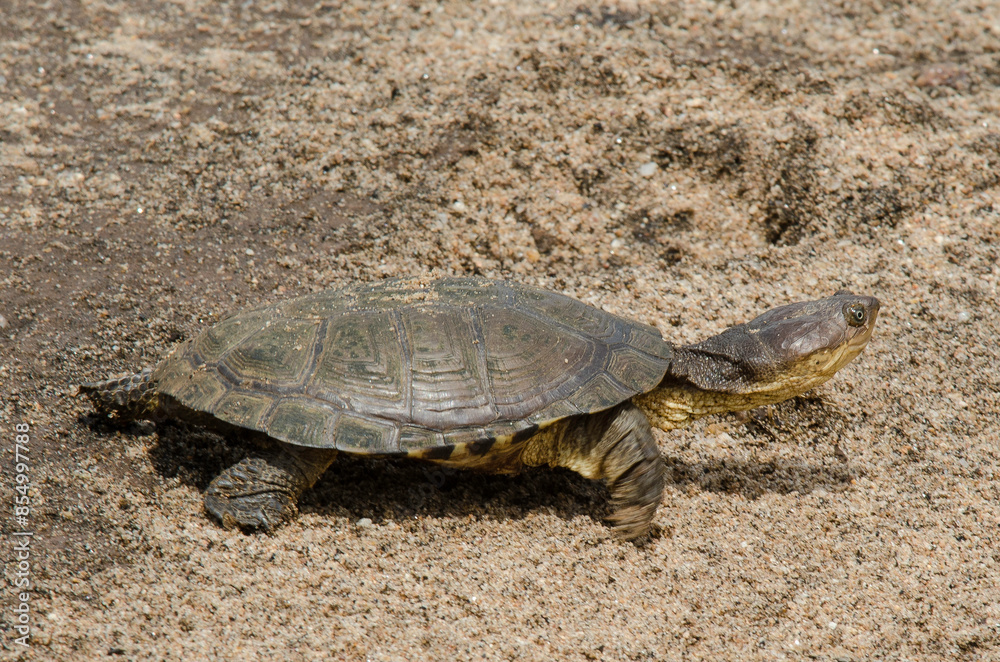 Fototapeta premium tortue aquatique, Pelomedusa subrufa, Tanzanie