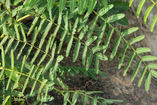 Prosopis Cineraria or petai thorn, a plant that resembles a petai tree but has sharp thorns photo