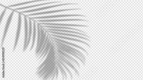 Shadow overlay from a palm tree branch isolated on a transparent background.