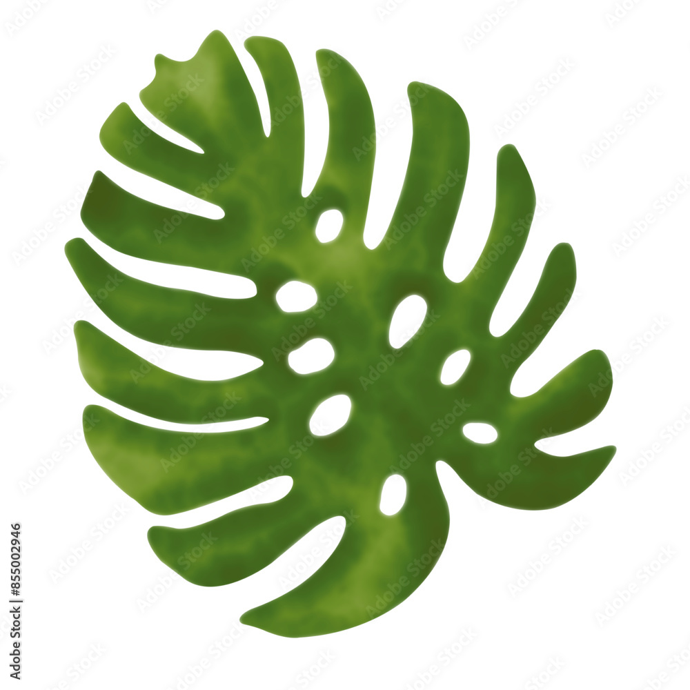 Obraz premium Monstera