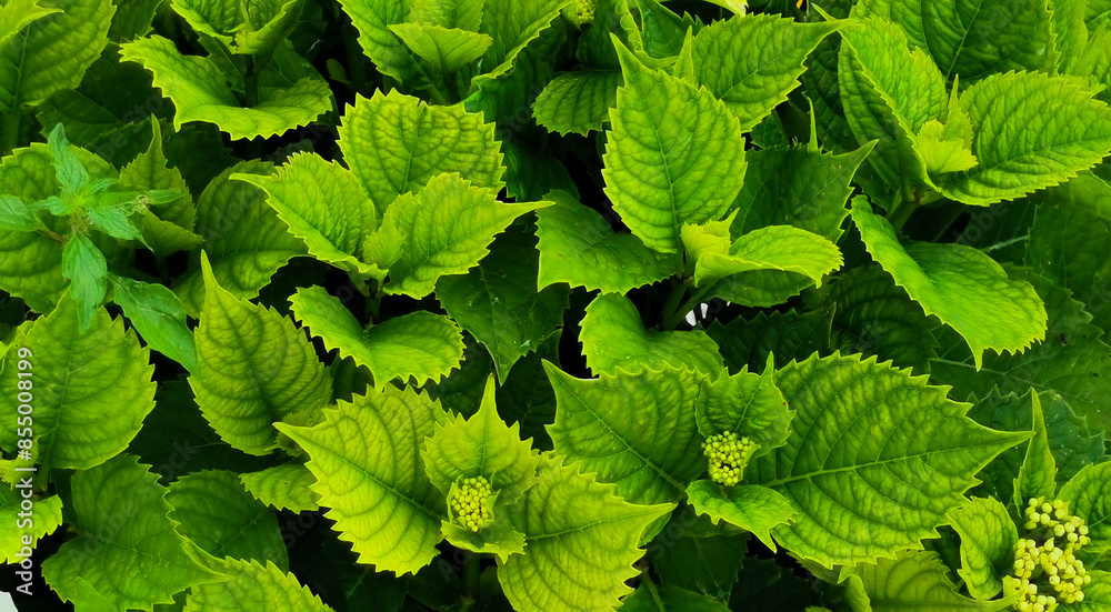 Ortensia Hydrangea macrophylla (Thunb.) Ser foglie che si intrecciano Ortensia Hydrangea macrophylla (Thunb.) Ser foglie che si intrecciano