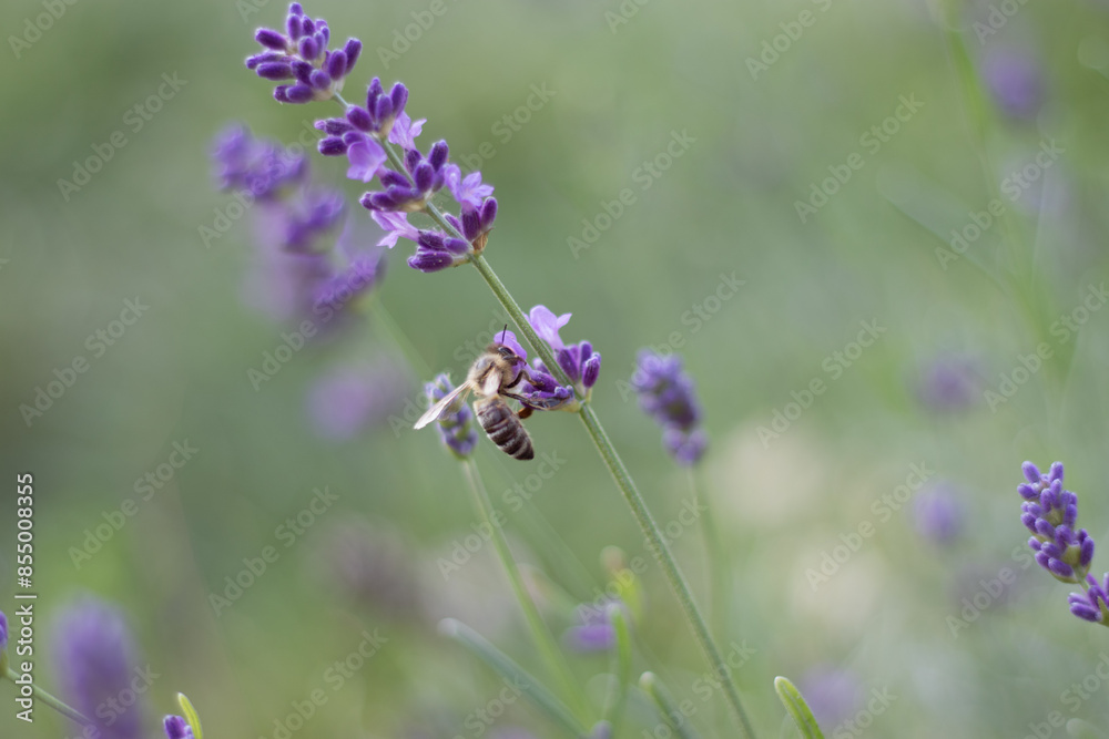 Detail of beautiful summer lavender and bees sitting on it Detail of beautiful summer lavender and bees sitting on it