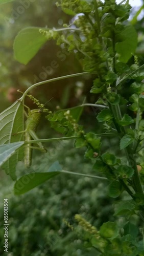 Green grasshopper is attached to the wild grass leaf, close up with blurry background, Vertical Footage photo