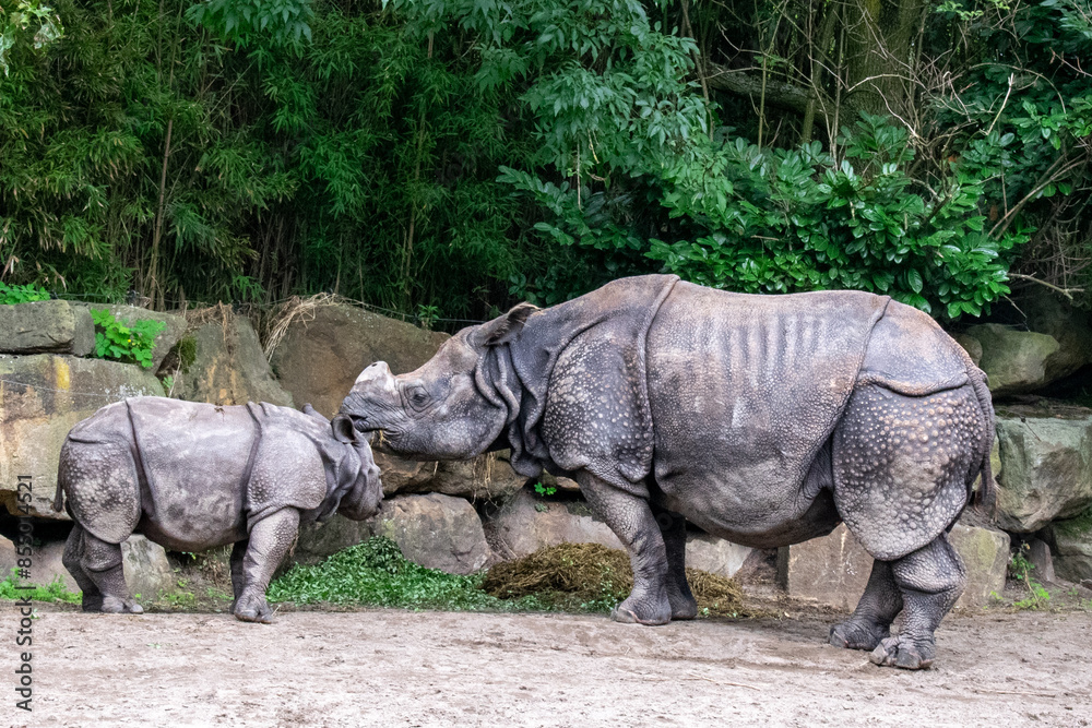 Fototapeta premium Javan Rhino Mother and Calf in Captivity