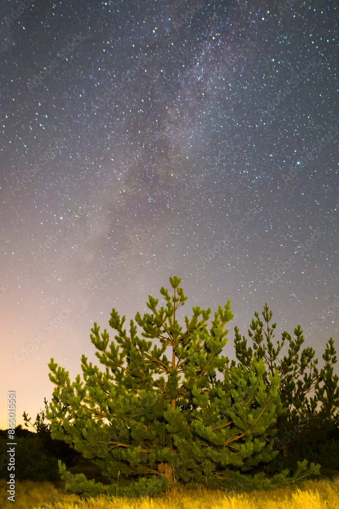 Fototapeta premium milky way on night starry sky above fir forest