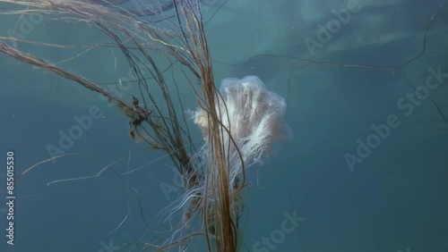 Close up of Lion's mane jellyfish (Cyanea capillata, Cyanea arctica) caught its tentacles in brown algae Sea Lace, Dead Man's Rope or Cat Gut (Chorda filum) in shallow water photo