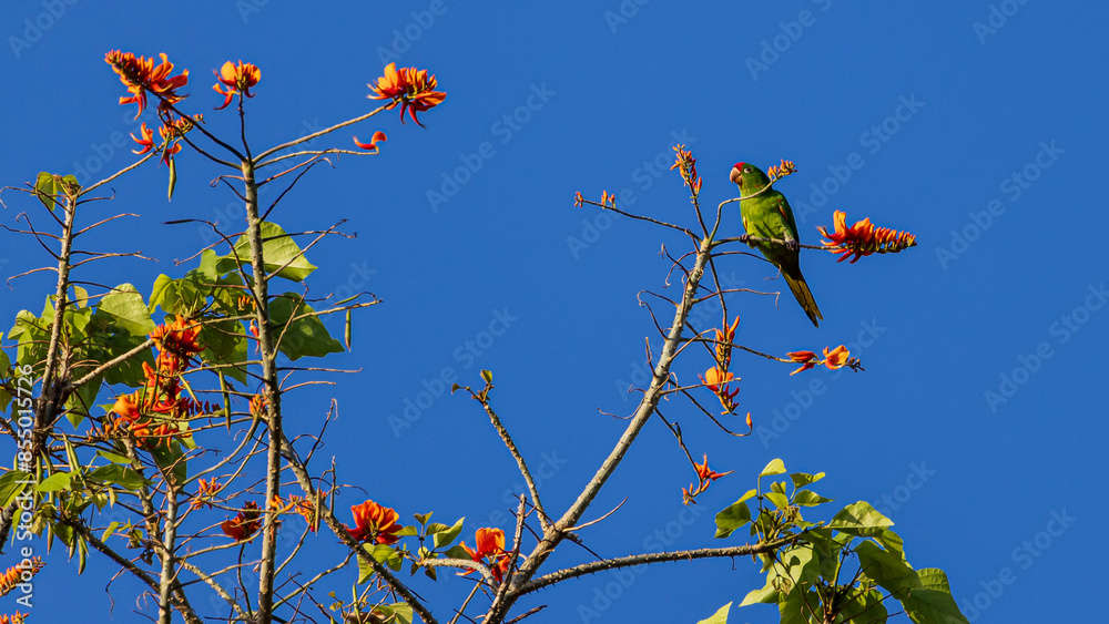 Crimson-fronted Parakeet (Aratinga funschi) green parrot with red head in treetop at La Sombra Ecolodge in San Luis Northern Nicaragua in Central America Crimson-fronted Parakeet (Aratinga funschi) green parrot with red head in treetop at La Sombra Ecolodge in San Luis Northern Nicaragua in Central America