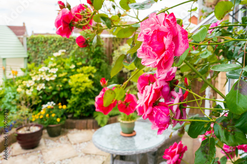 Wallpaper Mural Shallow focus of a mature pink rose seen on a climber outside the back garden of a private house. A small patio and table can be seen. Torontodigital.ca