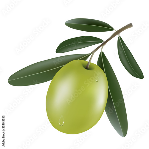 Vector illustration of realistic 3d olive tree branch with green olive and drops of dew isolated on white background. Can be used for advertising, print, banner, poster, packaging. Eps 10.