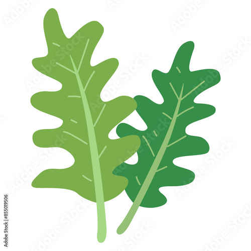 Arugula vegetable vector illustration, arugula leaf cartoon icon flat design, healthy green leafy vegetables