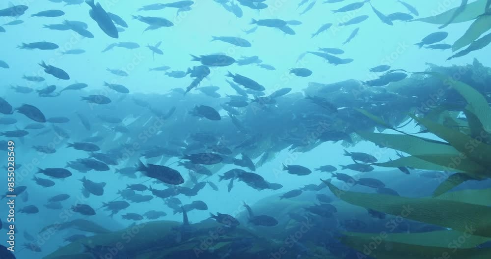 Large assembly of blacksmith fishes feeding in current. Large assembly of blacksmith fishes feeding in current.