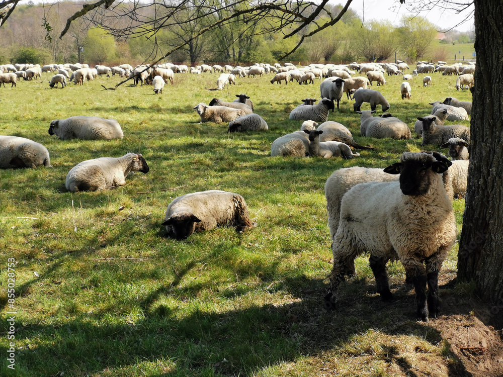 Obraz premium sheeps in the spring on the green meadow, sleeping and eating, Schafe im Frühling auf der Weide schlafend und fressend