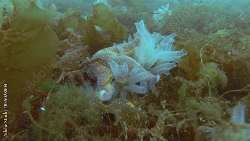 Time lapse, Sea Star eats ascidian colony on seabed covered with algae, Spiny Starfish (Marthasterias glacialis) and Transparent sea squirt (Ciona intestinalis, Ascidia intestinalis) photo