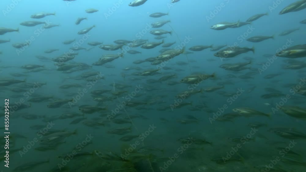 Shoal of young Cod fish floating over the seabed in blue water, Slow motion Shoal of young Cod fish floating over the seabed in blue water, Slow motion