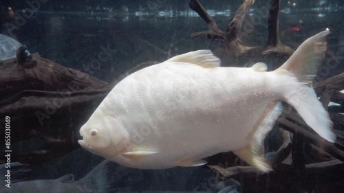 Aquarium with albino Tambaqui fish, Colossoma macropomum, Conservation of marine life. Mexico, Puebla. photo