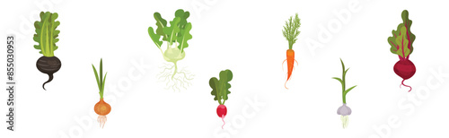 Root Vegetable Crop with Top Leaves Vector Set