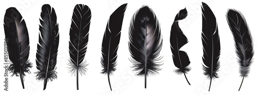 Black feathers set collection isolated on white background vector illustration, clipart design with clipping path


 photo