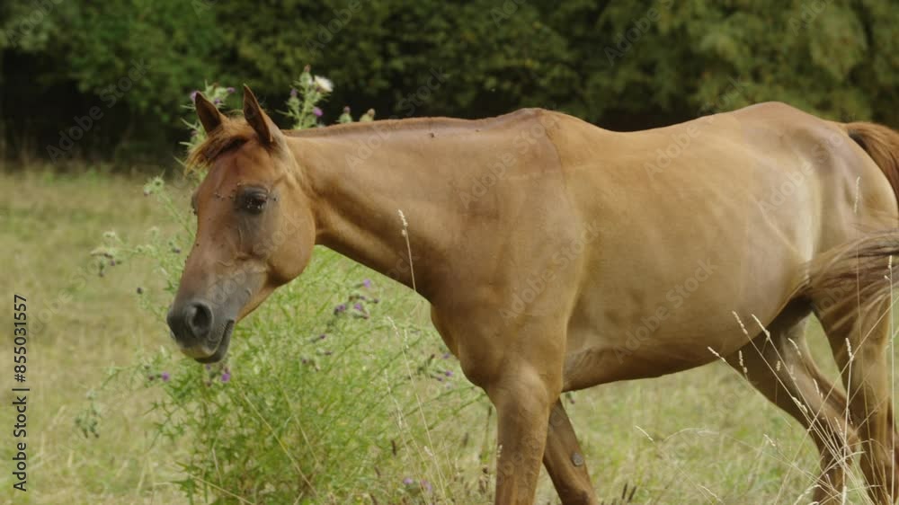 Close up brown thin horse grazing at french countryside, free animal walks slow Close up brown thin horse grazing at french countryside, free animal walks slow