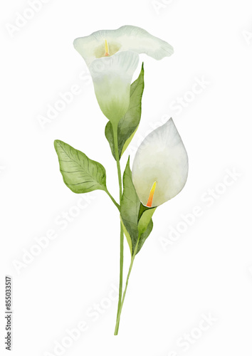 Arums
