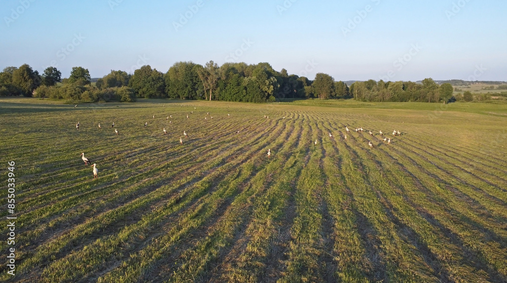 Large flock of white storks (Ciconia ciconia) on the summer field. Young white storks and birds that have not found a couple wander in flocks throughout the entire nesting season. Large flock of white storks (Ciconia ciconia) on the summer field. Young white storks and birds that have not found a couple wander in flocks throughout the entire nesting season.