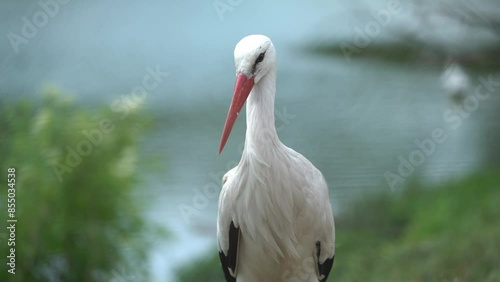 polish stork at the water side in the summer time