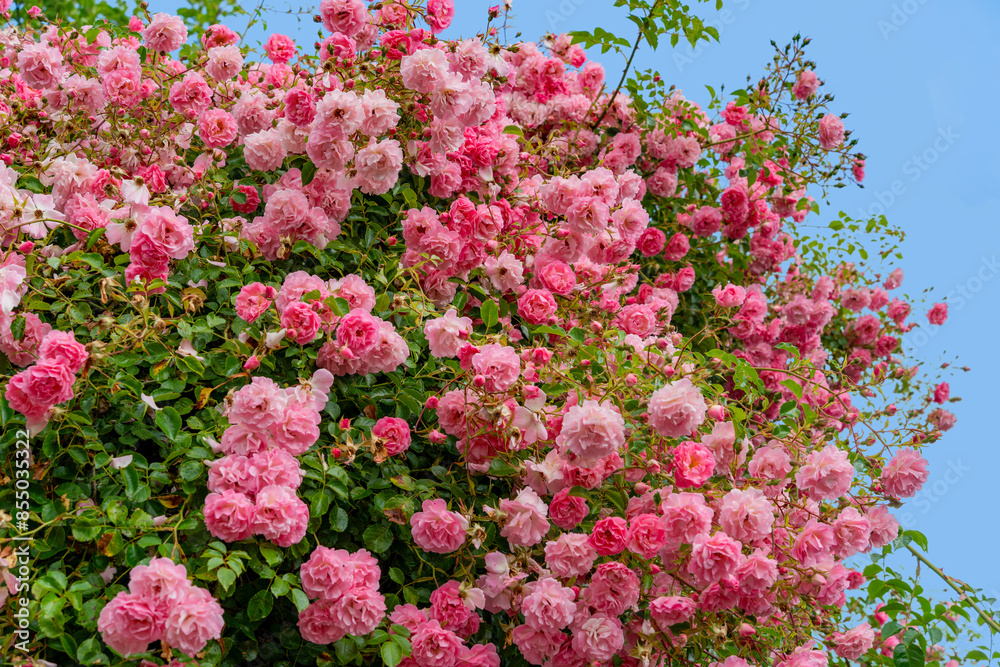 Obraz premium Rose bush with pink flower heads