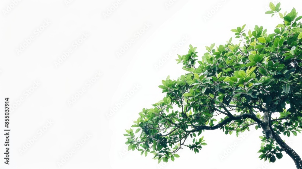 Tree plant white background tranquility Tree plant white background tranquility