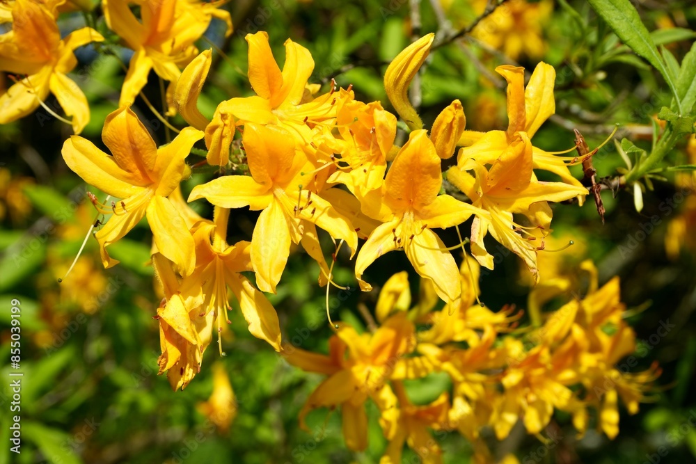 Beautiful Yellow Azalea, Rhododendron Luteum, in the summer sunshine. Beautiful Yellow Azalea, Rhododendron Luteum, in the summer sunshine.