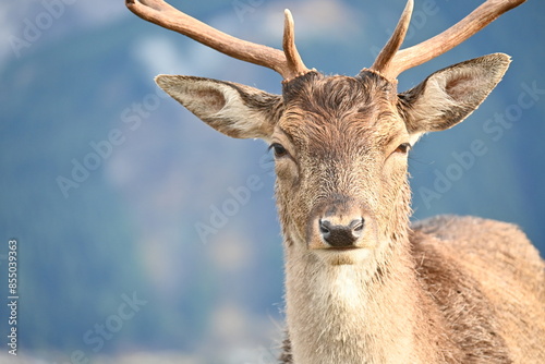 Fototapeta Naklejka Na Ścianę i Meble -  Deer Park Heights Queenstown in New Zealand
