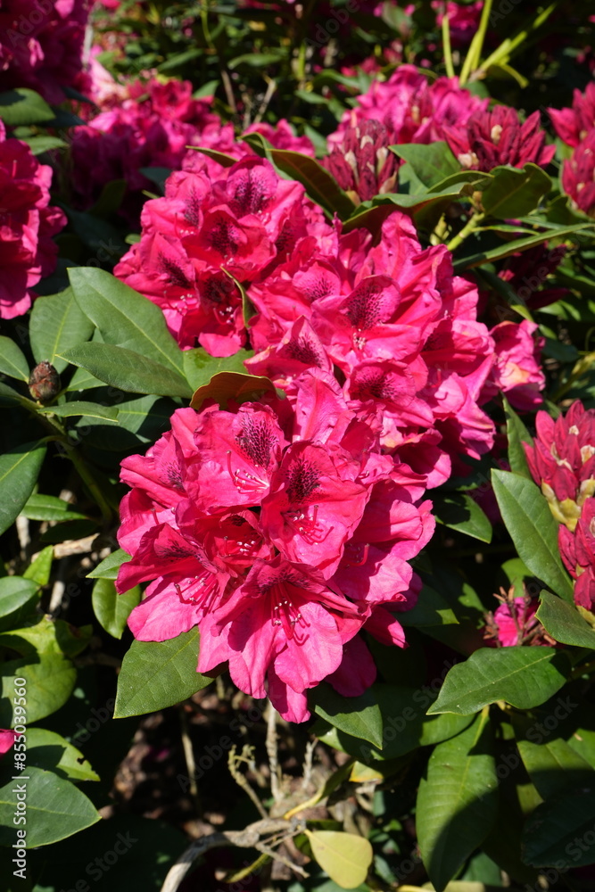 Fototapeta premium Stunning pink Rhododendron in the Kent sunshine. with greenery behind.