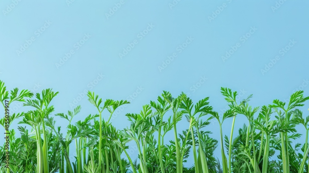 Vibrant Green Shoots Against a Sky Blue Canvas Vibrant Green Shoots Against a Sky Blue Canvas