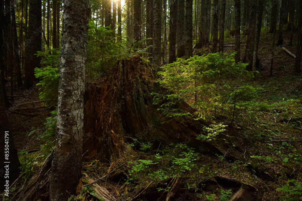 Obraz premium mystical forest with beautiful lights