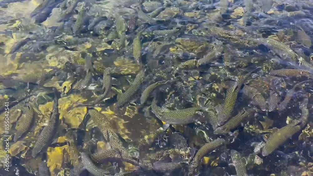 Fillmore Fish Hatchery in Fillmore, California. Fillmore Fish Hatchery in Fillmore, California.
