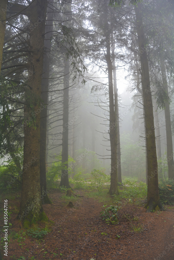 Obraz premium Fog in a green forest