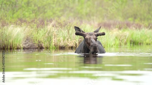 An eye level shot of a bull moose in a pond, dunking its head beneath the surface as it feeds on aquatic plants. Shot at 60 frames per second. photo