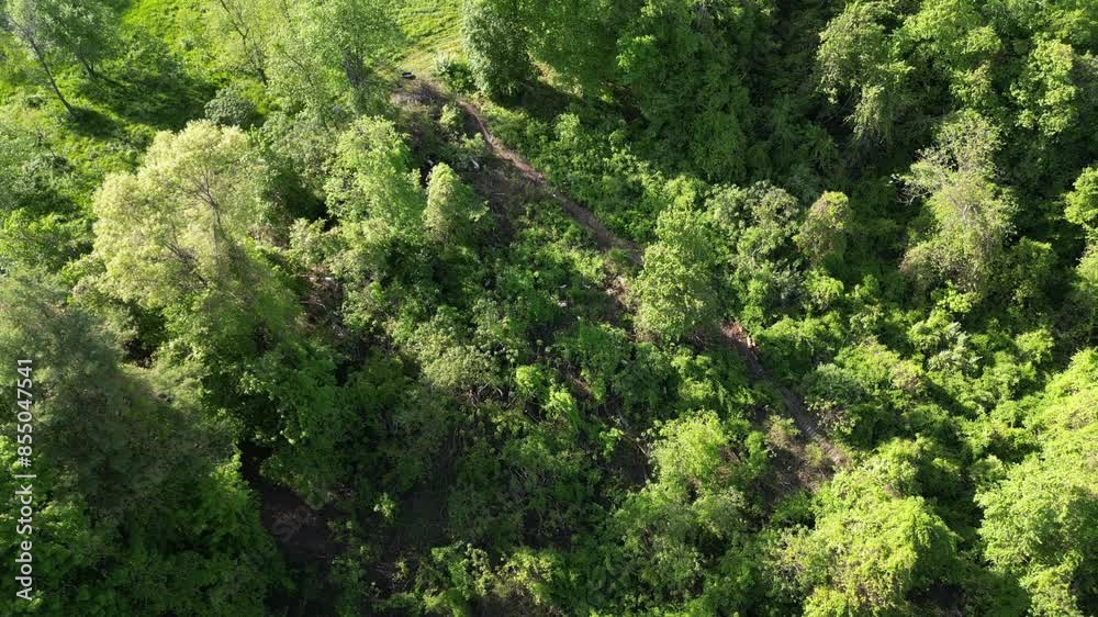 Aerial overview of goat vegetation management used for dense foliage and invasive weeds in woodlot. Aerial overview of goat vegetation management used for dense foliage and invasive weeds in woodlot.