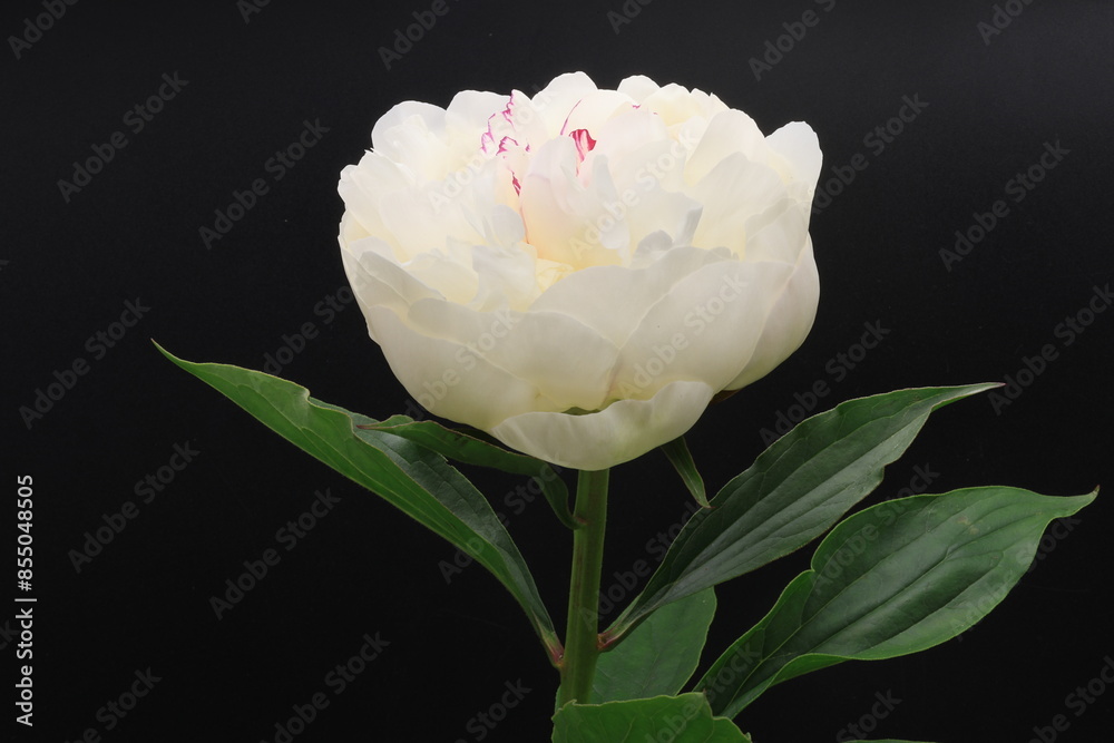 黒背景の開花した白いシャクヤクの切り花 Stock Photo | Adobe Stock