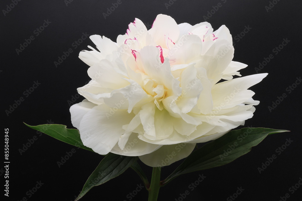 黒背景の開花した白いシャクヤクの切り花 Stock Photo | Adobe Stock