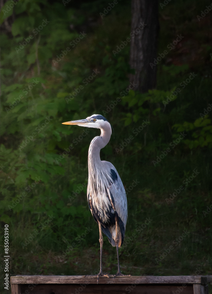 Close up of great blue heron bird standing on dock in front of trees. Close up of great blue heron bird standing on dock in front of trees.