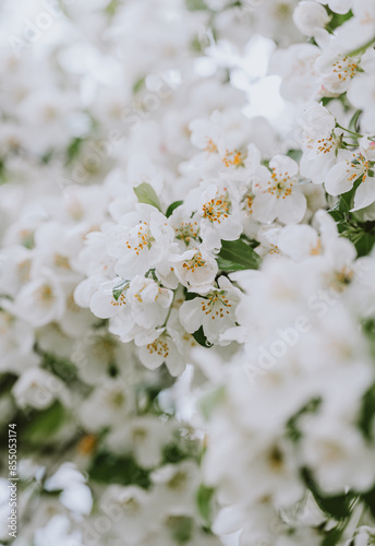 Fototapeta Naklejka Na Ścianę i Meble -  Close up of white blossoms on plum tree branches on spring day.