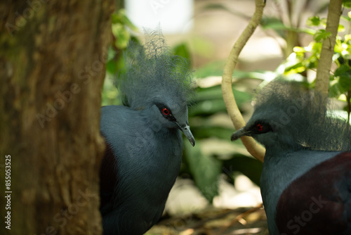 Two Victoria crowned pigeons, intricate crests in a lush environment. photo