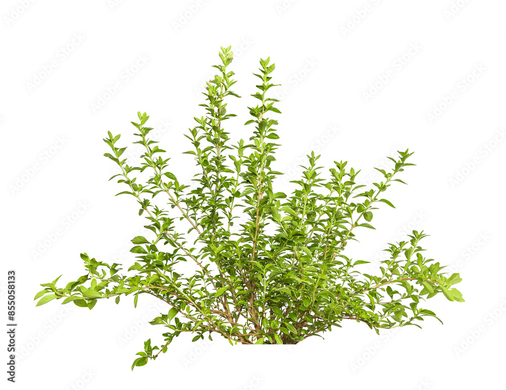 Obraz premium Tropical plant grass bush green shrub tree isolated on white background with clipping path.